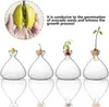Klare Glasvase für Avocados, Sprossen-Hydroponik-Sets, als Produktbild-Vorschau 3