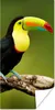 MuchoWow® Poster Vogel - Tukan - Regenbogen - Grün - Zweig Produktbild-Vorschau 1