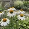6x Echinacea p. White Swan P9H20 Produktbild-Vorschau 1