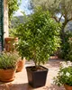 Rangpur Limette, Lima Rossa, 70–100 cm. *Citrus limonia*. Productafbeelding-voorbeeld 1