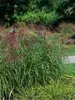 Miscanthus sinensis 'Little Zebra', Ziergras, gestreift, Produktbild-Vorschau 5
