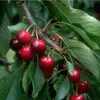Süsskirsche Burlat Kirschbaum Obstbaum 2-jährig Busch Produktbild-Vorschau 1