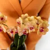 Kolibri Orchids – oranžová orchidej Phalaenopsis – výška 35 Náhled obrázku produktu 9