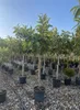 Sunny Tree - Loquat-Baum (Japanische Wollmispel) – Produktbild-Vorschau 3