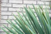 Trendyplants - Yucca Rostrata - Winterhart - Gartenpflanze Produktbild-Vorschau 3