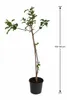 Apfelbaum Malus Starking Roter Delicious – Obstbaum 100–140 Produktbild-Vorschau 5