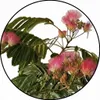 Albizia julibrissin 'Ombrella' – Seidenbaum, Schlafbaum Produktbild-Vorschau 2