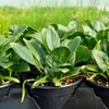 Matador Špenát Zeleninová semínka tmavě zelená Jarní podzim Náhled obrázku produktu 9