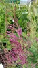 Tamarix ramosissima 'Rubra' / Tamaris d'été rouge Voir les images du produit 1