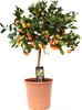 Arancio calamondino Citrus Calamondin Ø22cm, altezza 80cm, Anteprima dell’immagine prodotto 1