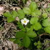 6 x jahoda - Fragaria vesca | kvetináč 9cm x 9cm Náhľad obrázku produktu 2