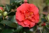 Sada 3 kamélií - Camellia japonica 'Kramer's Supreme', Náhľad obrázku produktu 2