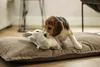 Beeztees Puppy Snoet - Hund Spielzeug - grau - 25x20x7,5 cm Produktbild-Vorschau 5