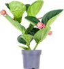 Medinilla magnifica 'Flamenco' - Medinilla - Zimmerpflanze Produktbild-Vorschau 1