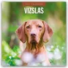 Vizslas - Magyar Vizsla - Kurzhaariger Ungarischer Produktbild-Vorschau 1