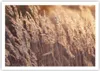 Poster - Poster ohne Rahmen - Boho Ähren Feld - 100x70 cm - Produktbild-Vorschau 1