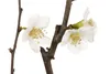 Chaenomeles japonica, Zierquitte, 40–60 cm, leuchtend rot Produktbild-Vorschau 3