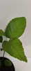 Set di 3 alberi di ribes - Amelanchier alnifolia "Sleyt" - Anteprima dell’immagine prodotto 2
