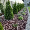 Rot-weiß gemaserte Kieselsteine als Beetabdeckung entlang einer Thuja-Hecke im Garten Produktbild-Vorschau