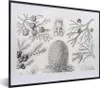 MuchoWow® Gerahmtes Poster Koniferen - Ernst Haeckel - Produktbild-Vorschau 1