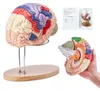 VEVOR Anatomický model lidského mozku, 4dílný anatomický Náhled obrázku produktu 2