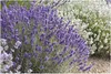 Stauden Gänge 100 x Lavandula angustifolia 'Hidcote Blue' - Produktbild-Vorschau 1
