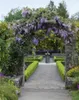 Wisteria sinensis, Chinesischer Blauregen, 40–60 cm Produktbild-Vorschau 14