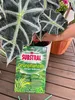 Substral Dünger-Stäbchen für Grünpflanzen - 60 Stück Produktbild-Vorschau 5