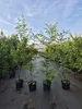 Hainbuche 70-90cm cm im p9 Topf – Carpinus betulus – Produktbild-Vorschau 2