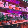 Panelowa lampa roślinna LED o pełnym spektrum do kwitnienia Podgląd zdjęcia produktu 3