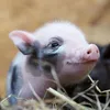 Wandkalender 2027 Schweinchen / Piggies 30x30 cm mit Extra Produktbild-Vorschau 5