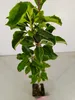 Jabłoń domowa Malus domestica 'Granny Smith', doniczka 1,5 Podgląd zdjęcia produktu 4