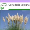 SAFLAX - Americká pampová tráva - Cortaderia selloana - 200 Náhľad obrázku produktu 10