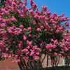 Bakker.com - Lagerströmie rosa, Der topf / Ø 9cm / Produktbild-Vorschau 1
