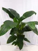 [Palmenlager] - XL Spathiphyllum "Sensation" - Einblatt ca. Produktbild-Vorschau 1