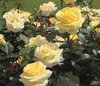 Dehner Rose Edelrose Avec Amour®, Züchter Tantau, gefüllte Produktbild-Vorschau 1