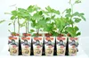 Feige 'Brown Turkey' – Ficus Carica, ca. 30 cm, winterhart, Produktbild-Vorschau 2