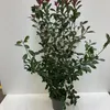 A potted plant with dark green leaves and red tips, set against a plain background. Náhľad obrázku produktu