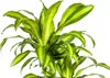 Dračí strom - Dracaena fragrans massangeana - Karussel - Náhľad obrázku produktu 2