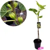 A potted fig tree with a close-up inset showing striped figs on a branch. Náhľad obrázku produktu