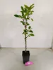 Malus domestica 'Emerald Flame' Säulenapfelbaum, 1,5 Liter Produktbild-Vorschau 4