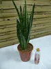 [Palmenlager] Sansevieria "zeylanica" 70/80 cm - Pot 21 cm Produktbild-Vorschau 3