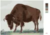 Zuty - Malen nach Zahlen - BISON (I. VAN HAASTERT), 40x50 Produktbild-Vorschau 3