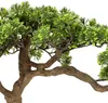 Atmosphera | Bonsai - Zimmerpflanze - 45 x 32 x 60 cm - Produktbild-Vorschau 4