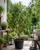 Apfelbaum Malus Starking Roter Delicious – Obstbaum 100–140 Produktbild-Vorschau 1