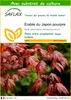 SAFLAX  - Erable du Japon pourpre - 20 graines - Avec Voir les images du produit 1