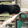 ATG Maxiflex Handschuhe Gr. 9 Ultimate 5 Paar - Produktbild-Vorschau 2