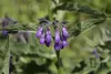 Symphytum officinale, Beinwell, ca. 11x11 cm Topf, robust Produktbild-Vorschau 2