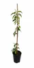 Pfirsichbaum Prunus persica ‘Precoce’ – früher Pfirsich, Produktbild-Vorschau 4
