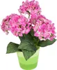 Hortenzie růžová 5 květů v keramickém květináči 33x27 cm Náhled obrázku produktu 4